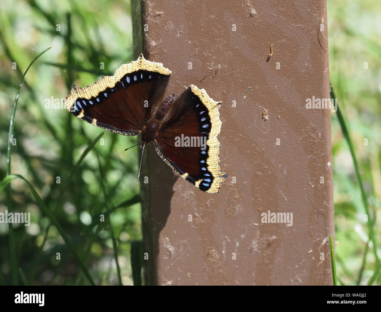 Mourning Cloak Butterfly Stock Photo Alamy