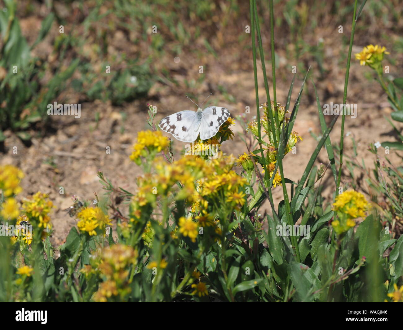Becker's White Butterfly Stock Photo