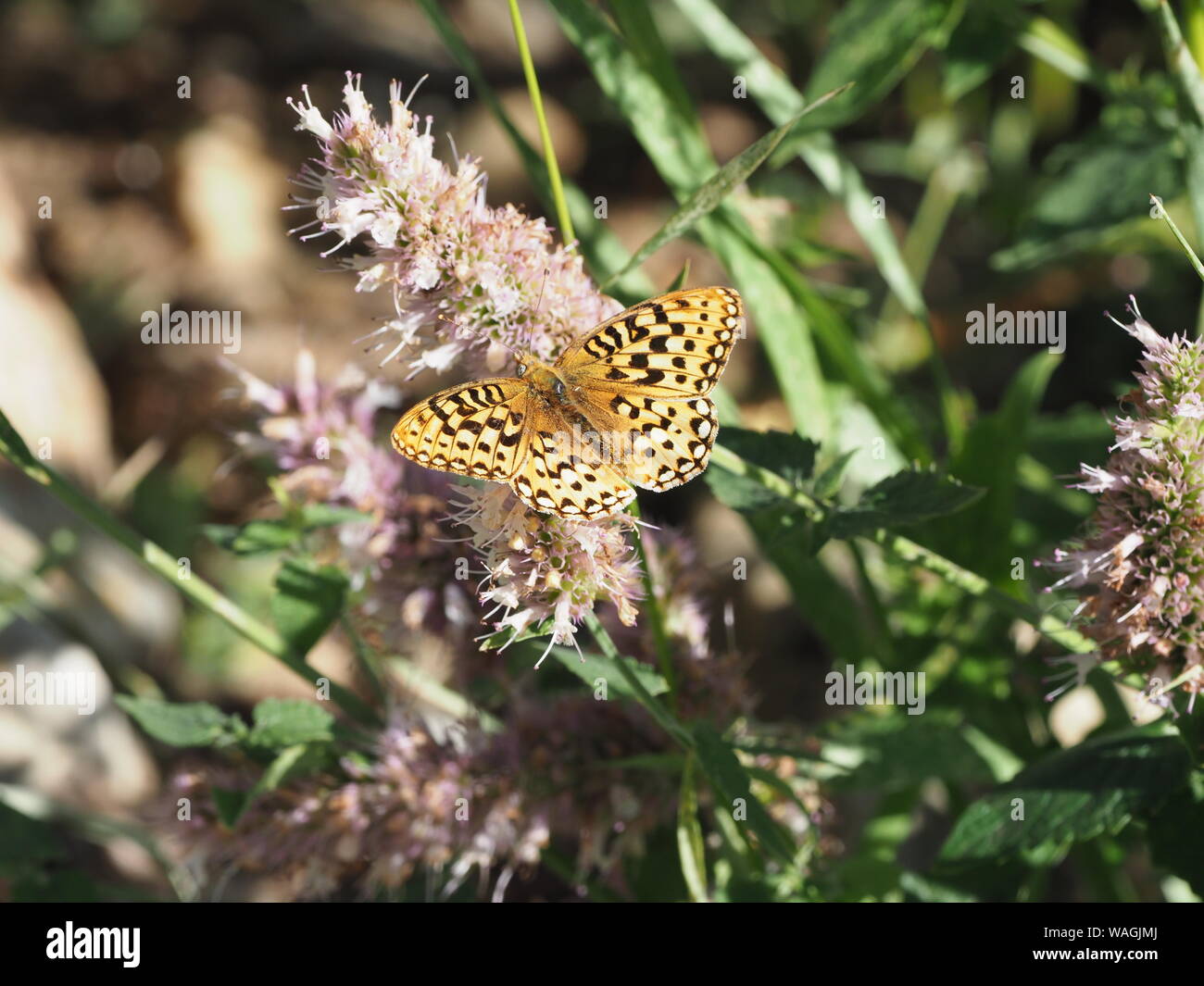 serene fritillary butterfly Stock Photo