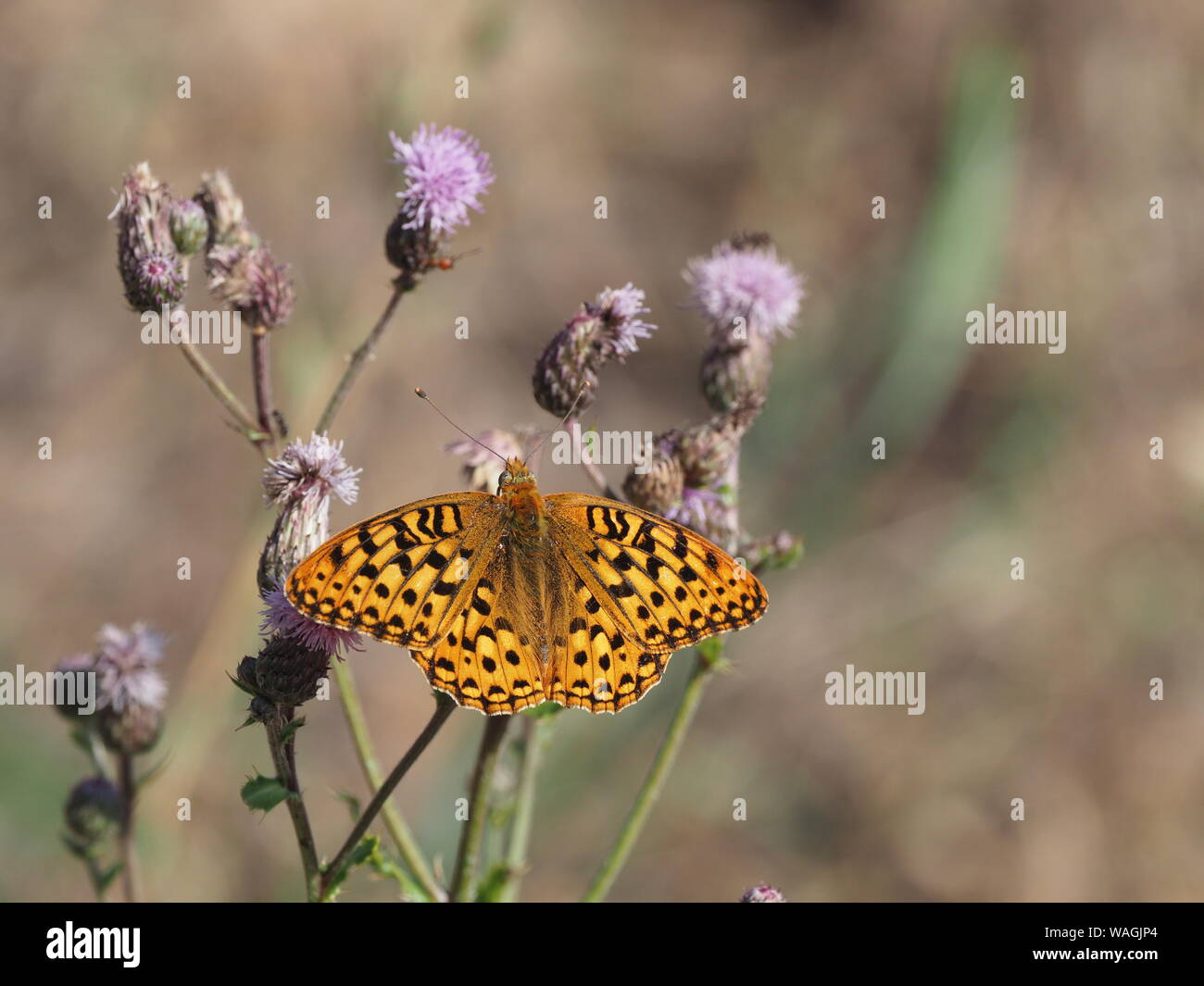 Northwestern Fritillary Butterfly Stock Photo