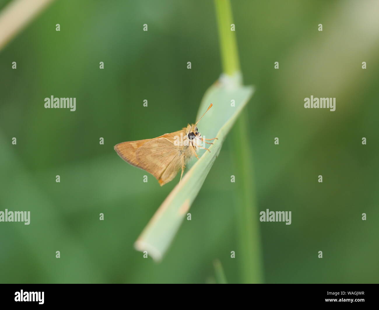 woodland skipper butterfly Stock Photo