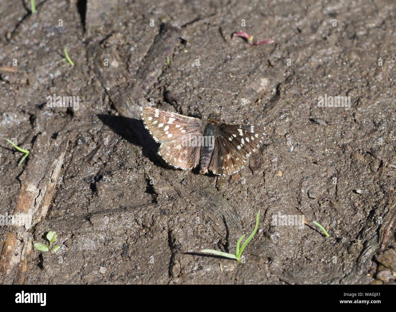 Two-Banded Checkered-Skipper Stock Photo