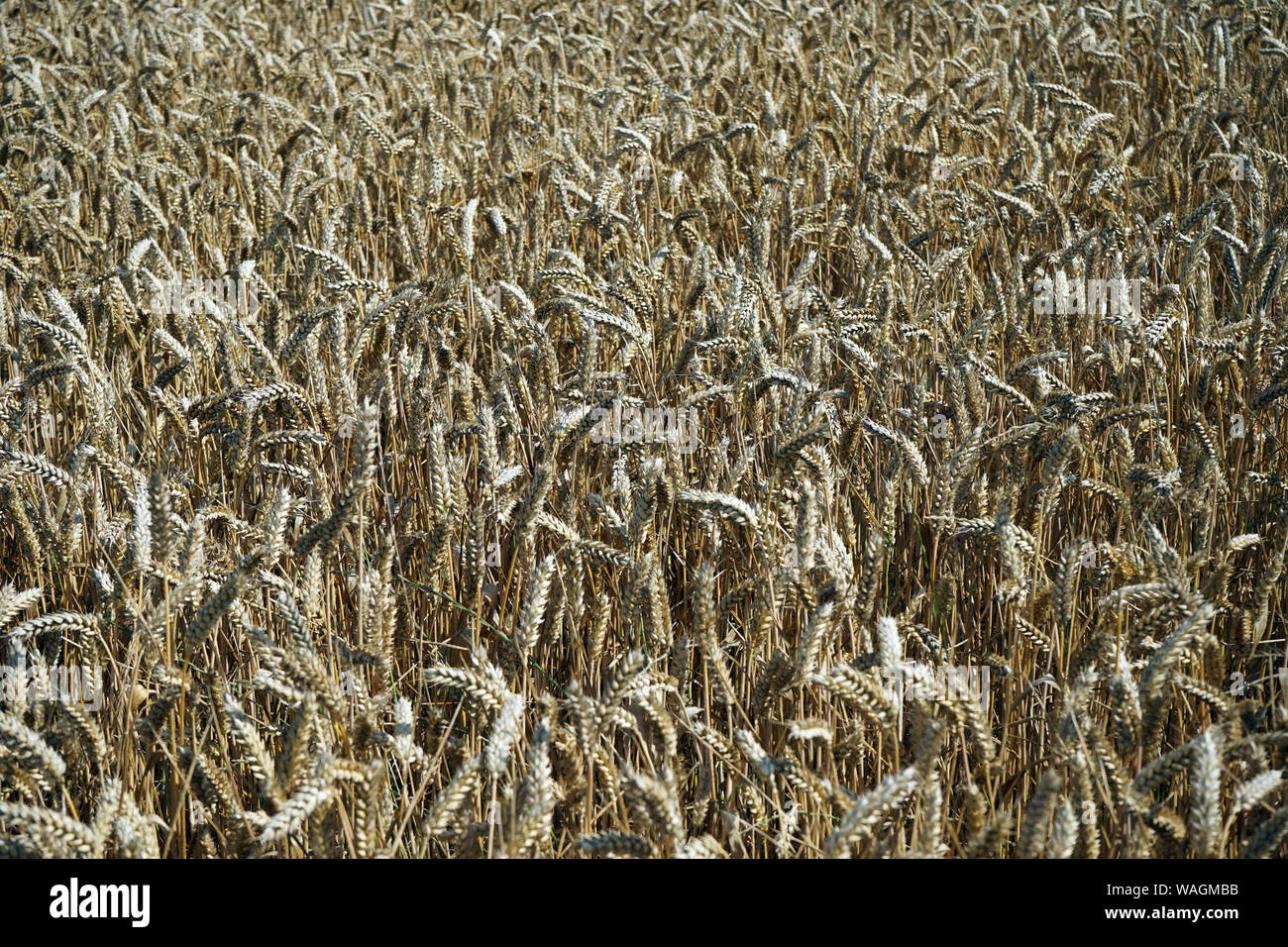 Wheat field in farm ibefore harvest Stock Photo