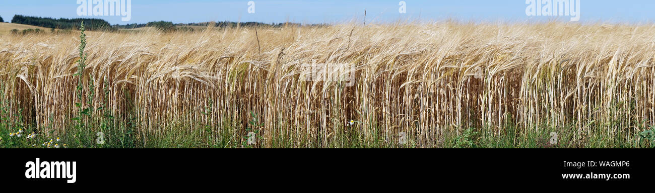 Panorama of wheat field before harvest in Denmark Stock Photo - Alamy