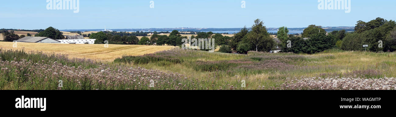 Panorama of farm and wheat field in Denmark Stock Photo