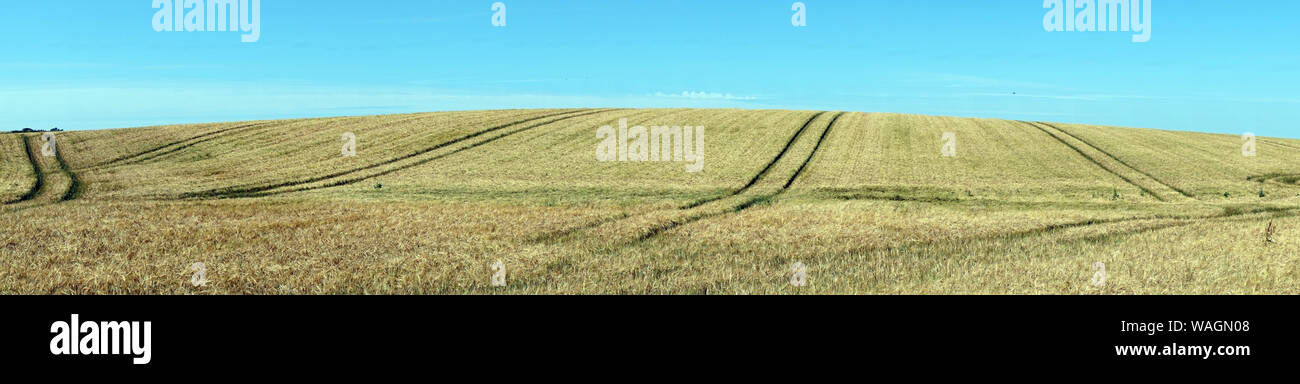 Panorama of wheat field in Denmark Stock Photo - Alamy