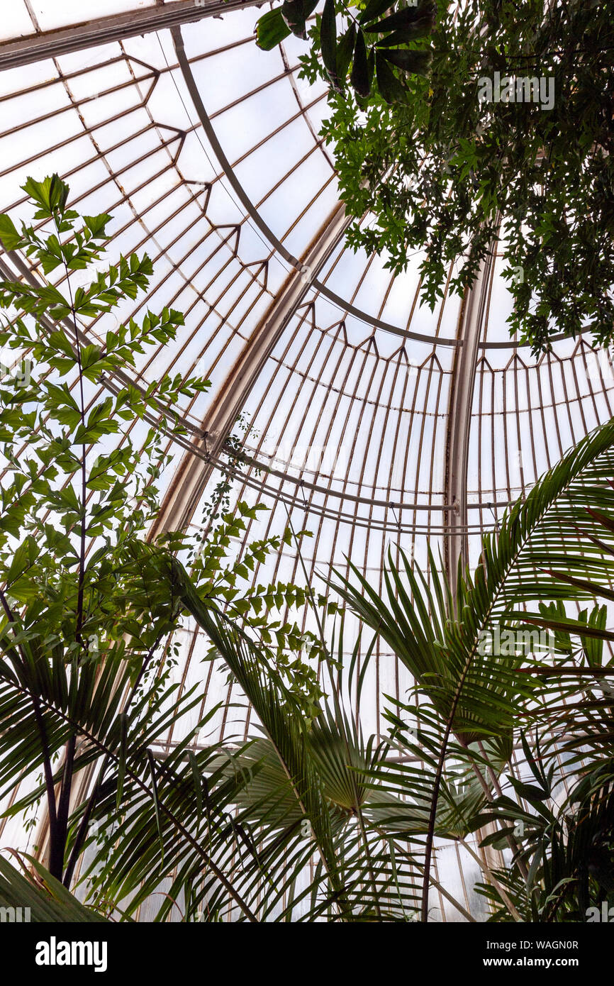 Inside the Palm House, greenhouse, by Charles Lanyon,in Royal Botanic Gardens, Kew, London Borough of Richmond upon Thames, England, UK, Stock Photo