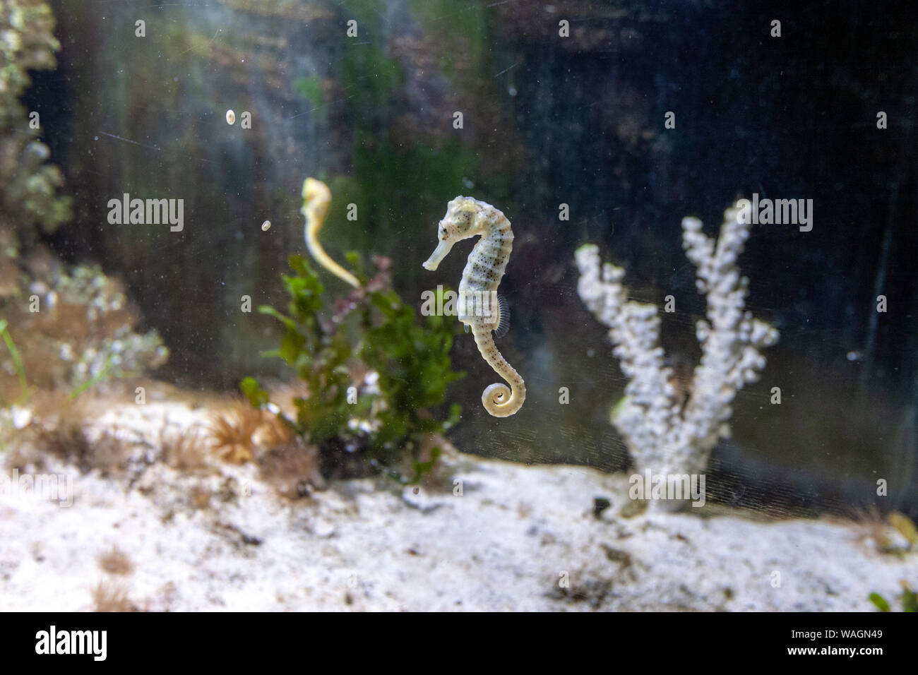 Seahorse in Marine aquarium, Royal Botanic Gardens,     Kew, London Borough of Richmond upon Thames, England, UK, Stock Photo