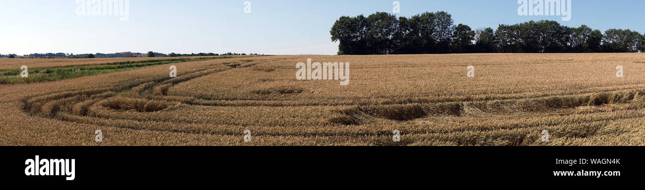 Panorama of wheat field in Denmark Stock Photo