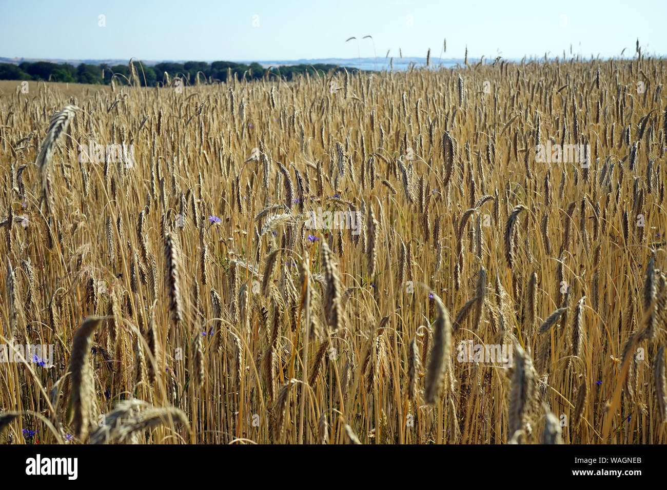 Wheat field with crop in Denmark Stock Photo