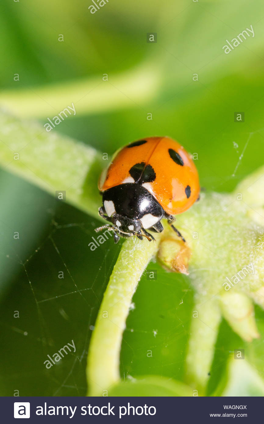 Seven Spotted Ladybird Coccinella Septempunctata In The Uk Stock Photo Alamy Seven Spotted Ladybird Coccinella Septempunctata In The Uk Stock Photo Alamy