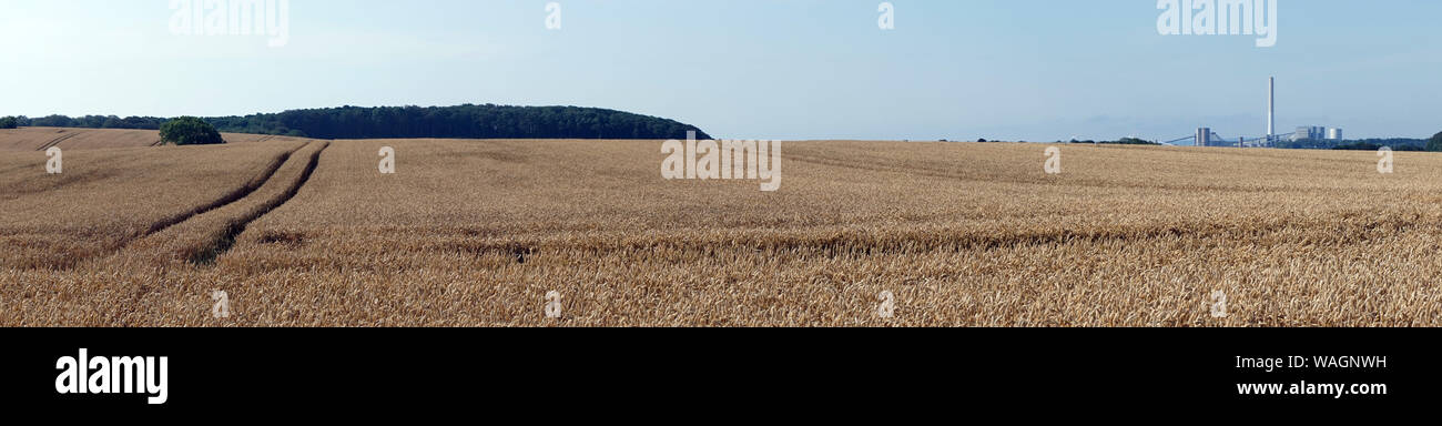 Panorama of wheat field in Denmark Stock Photo - Alamy