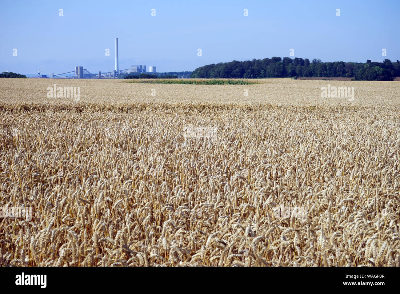Wheat field and power station in Denmark Stock Photo - Alamy