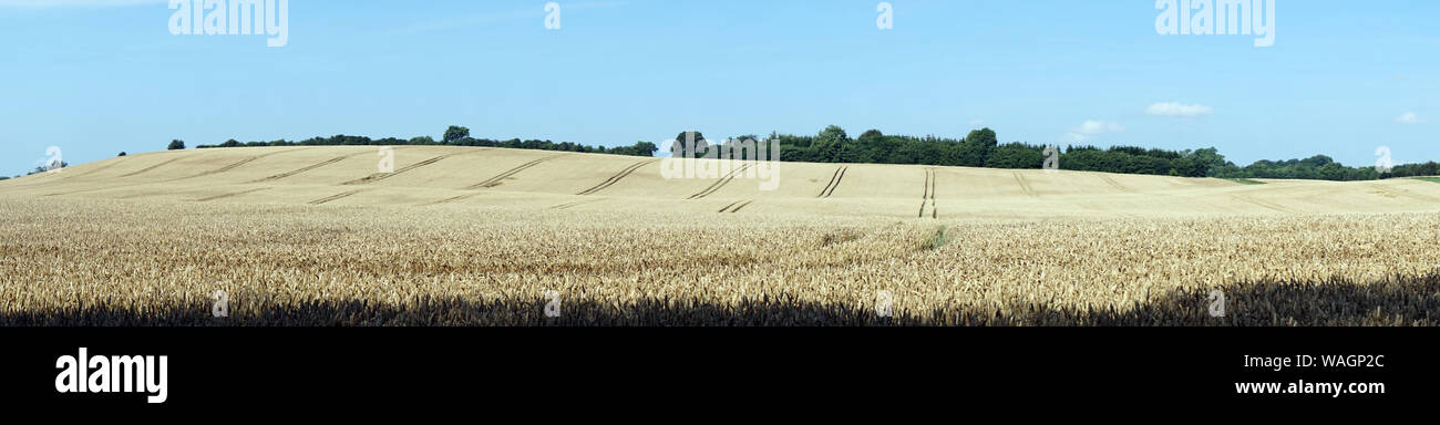 Panorama of wheat field in Denmark Stock Photo - Alamy