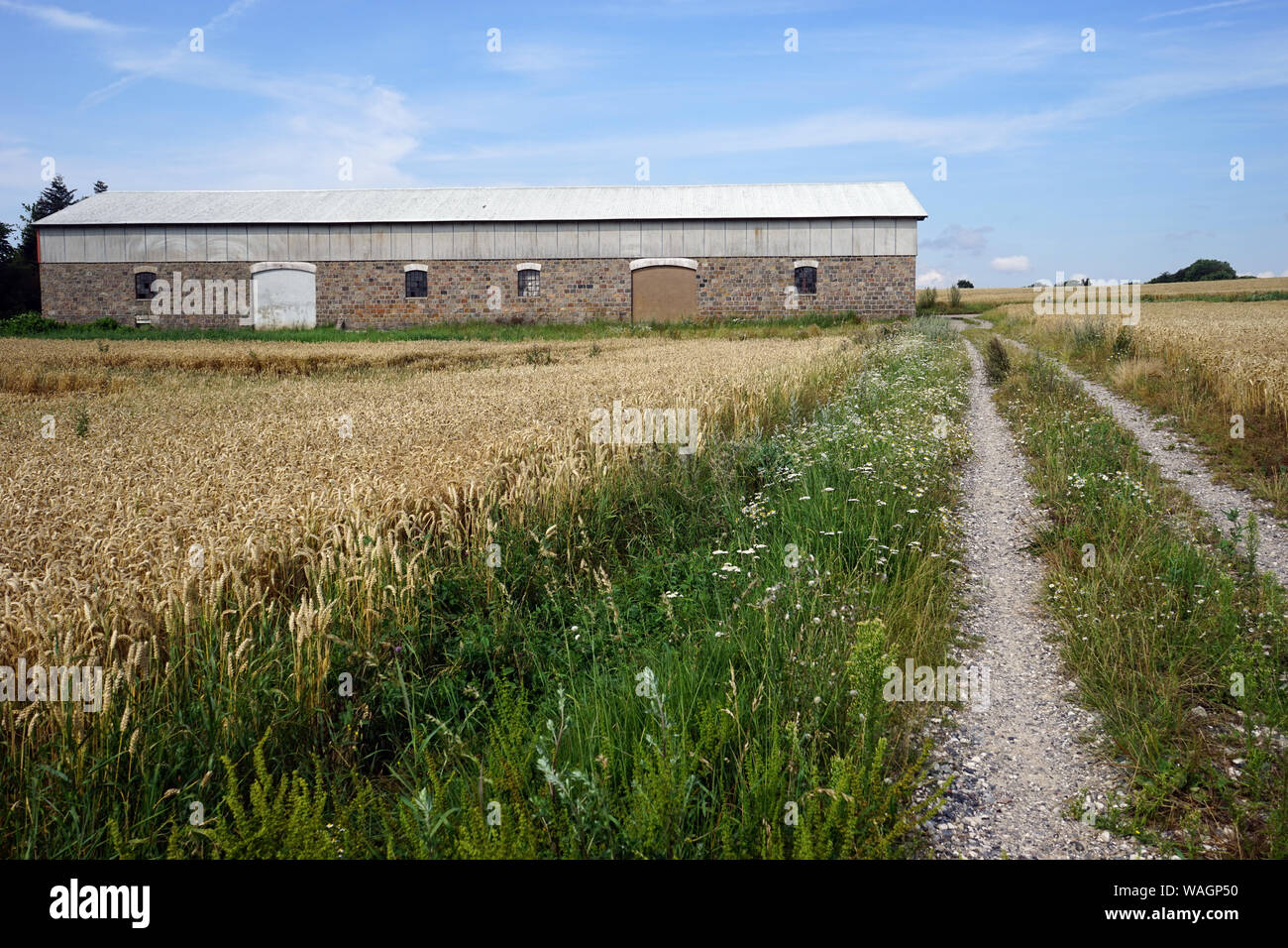 Barn and wheat field in Denmark Stock Photo - Alamy