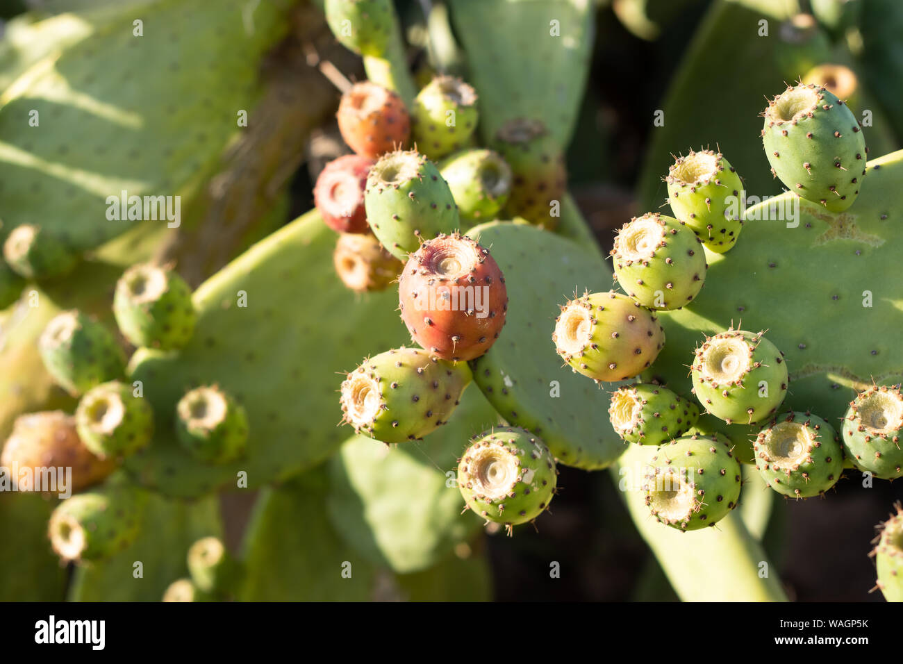 Prickly pear cactus (opuntia) full of fruits in different stages Stock Photo