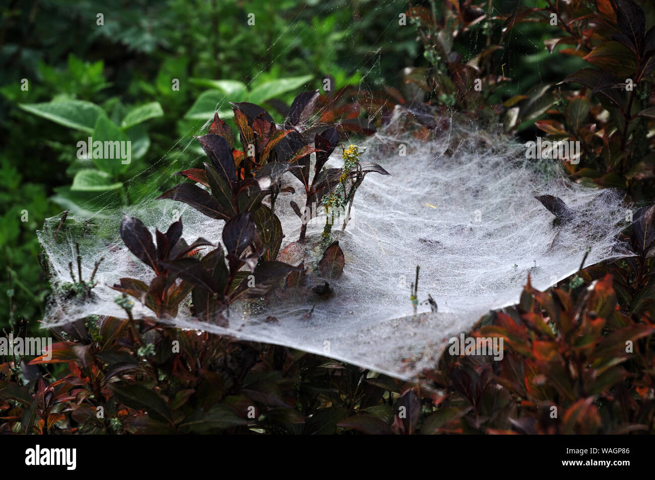 dew in large and dense spider web in a garden hedge with dogwood shrubs Stock Photo
