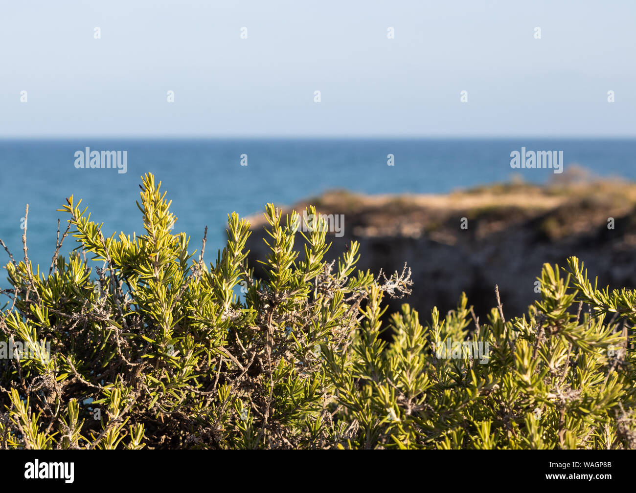 Wild rosemary hires stock photography and images Alamy