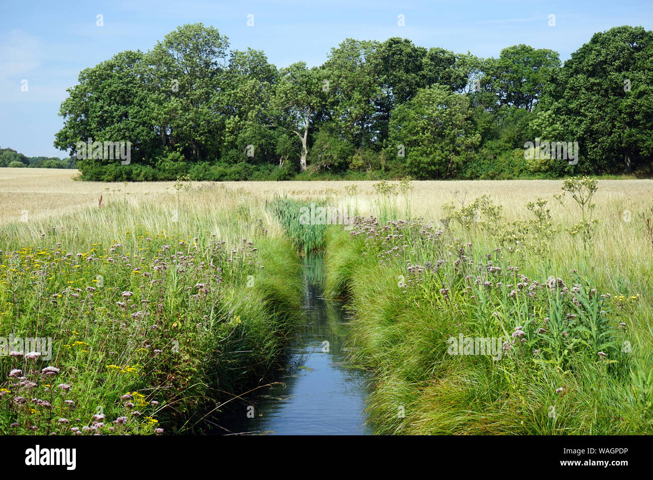 River and dense grass on the Baltic sea coast of Denmark Stock Photo