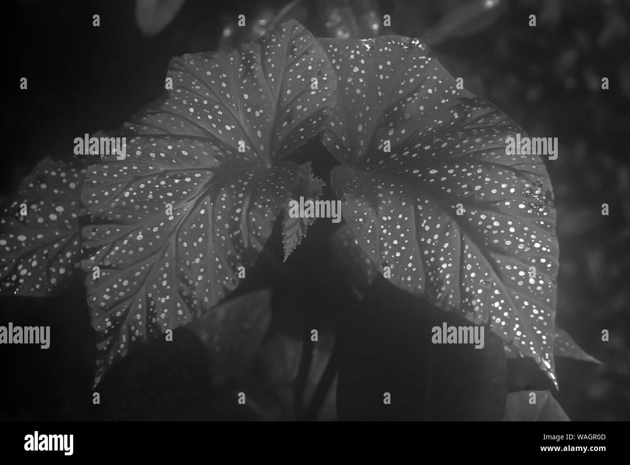 monochrome blurred misty floral background with mottled leaves of begonia maculata in the foreground Stock Photo