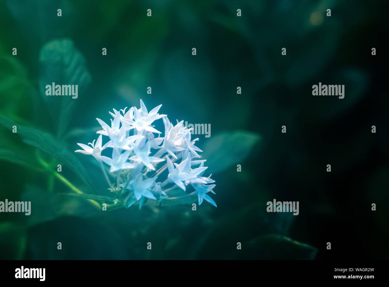 green blurred misty floral background with white glowing flowers in the foreground Stock Photo