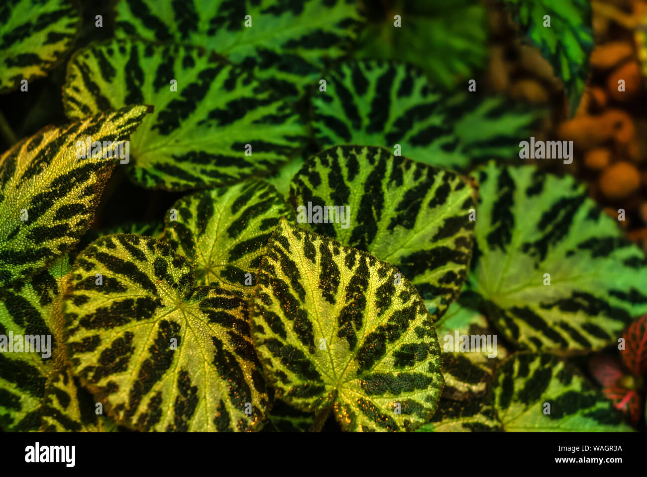 golden green blurred misty floral background with patterned leaves of begonia masoniana in the foreground Stock Photo