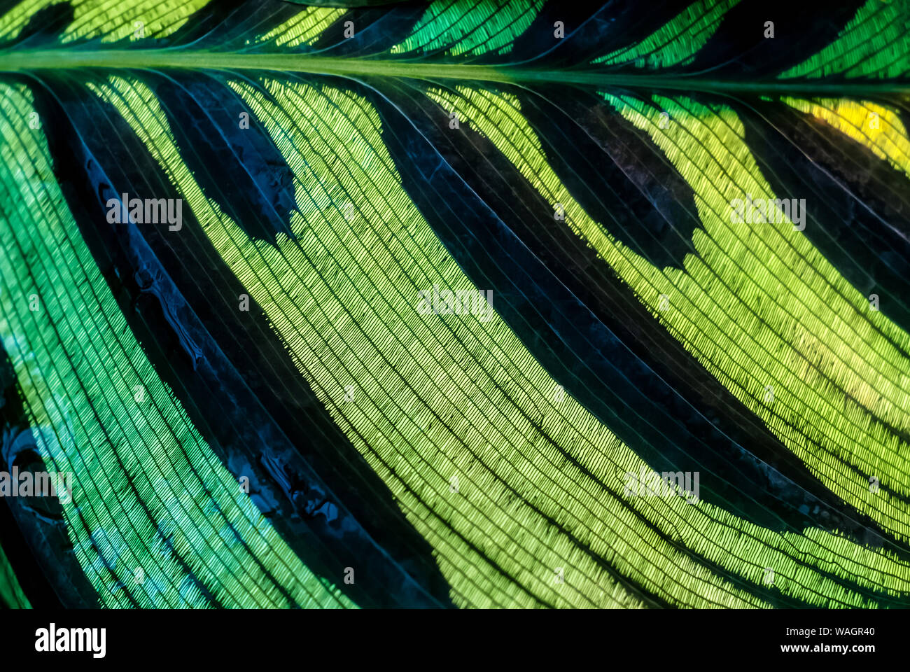 floral background - black-green mesh surface of calathea leaf Stock Photo