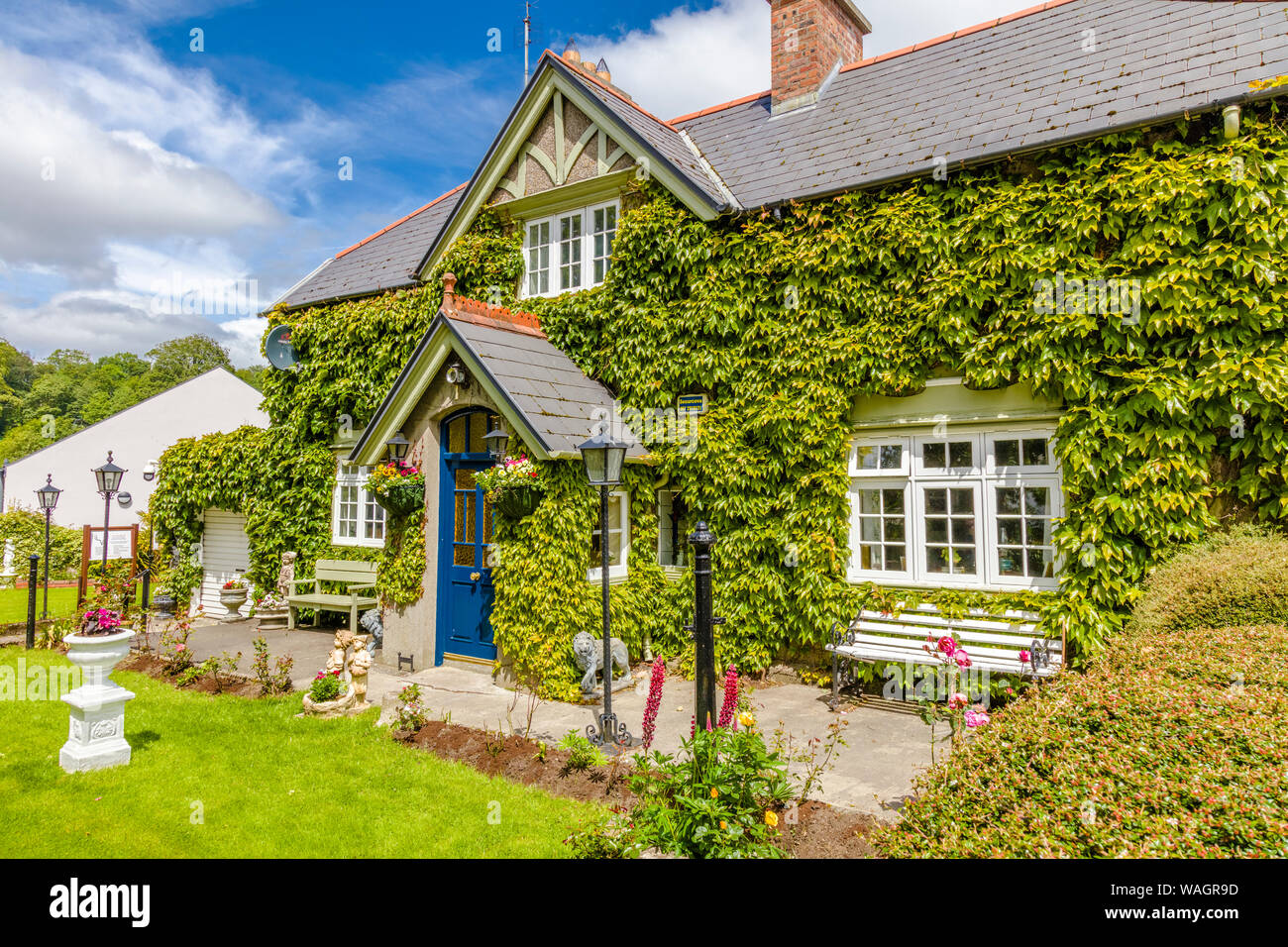 Westport in County Mayo IrelandIve covered house in Stock Photo Alamy