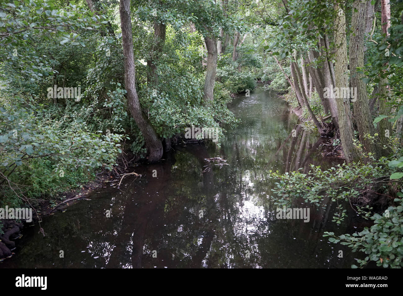 Calm river in dense forest in Denmark Stock Photo