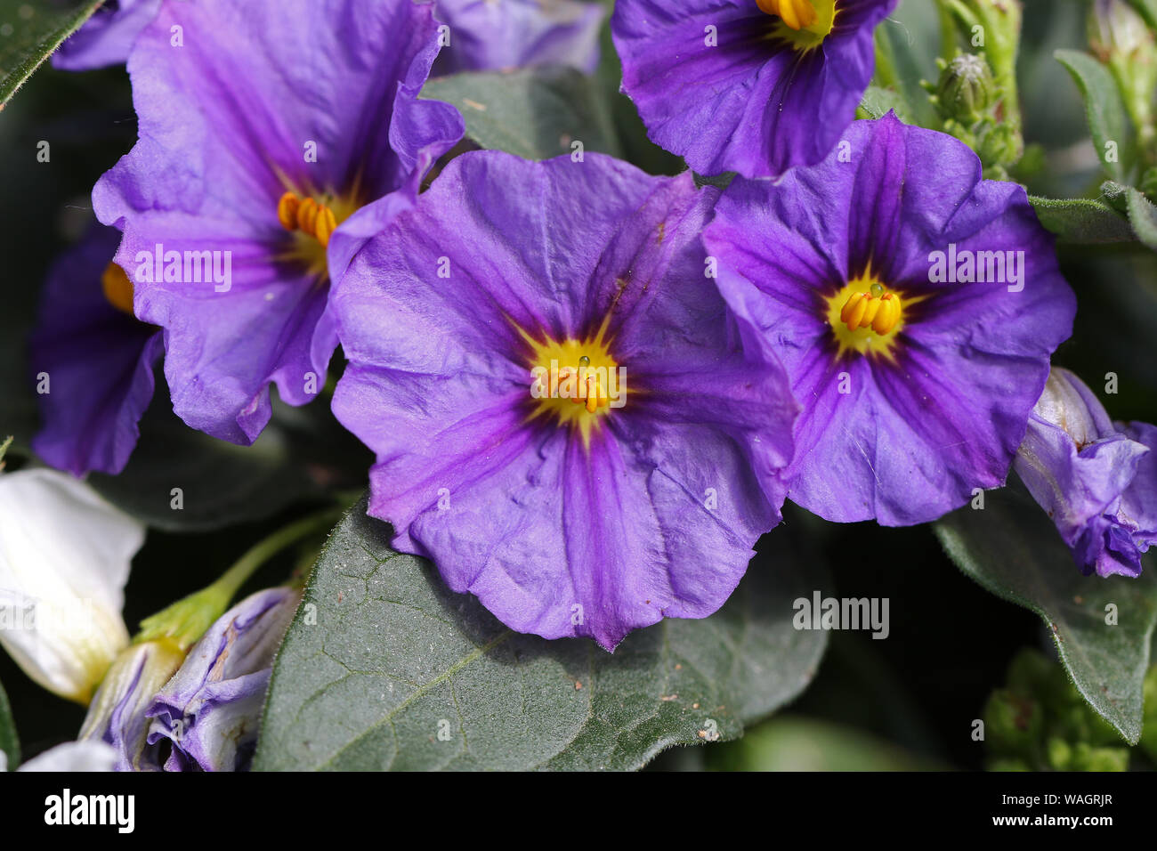 purple solanum flower in spring in Italy also called the blue potato