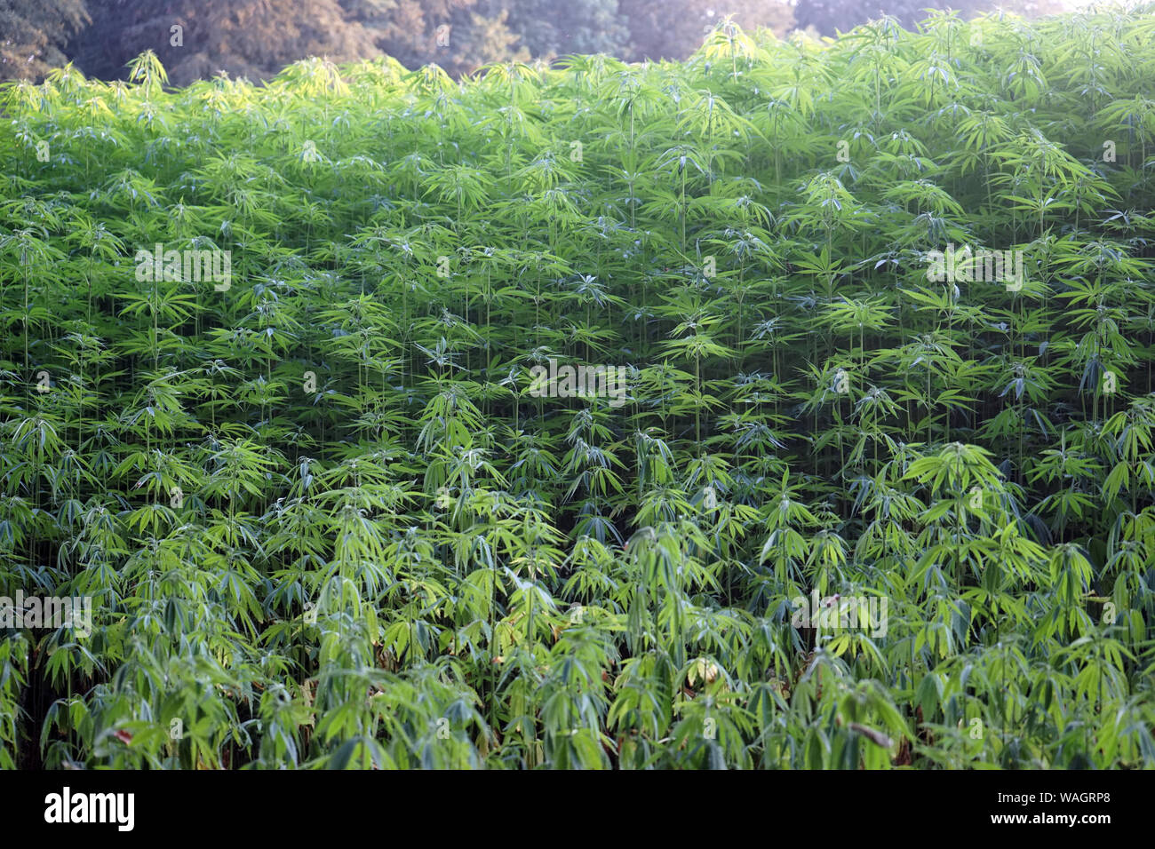 Marijuana green field in Denmark Stock Photo