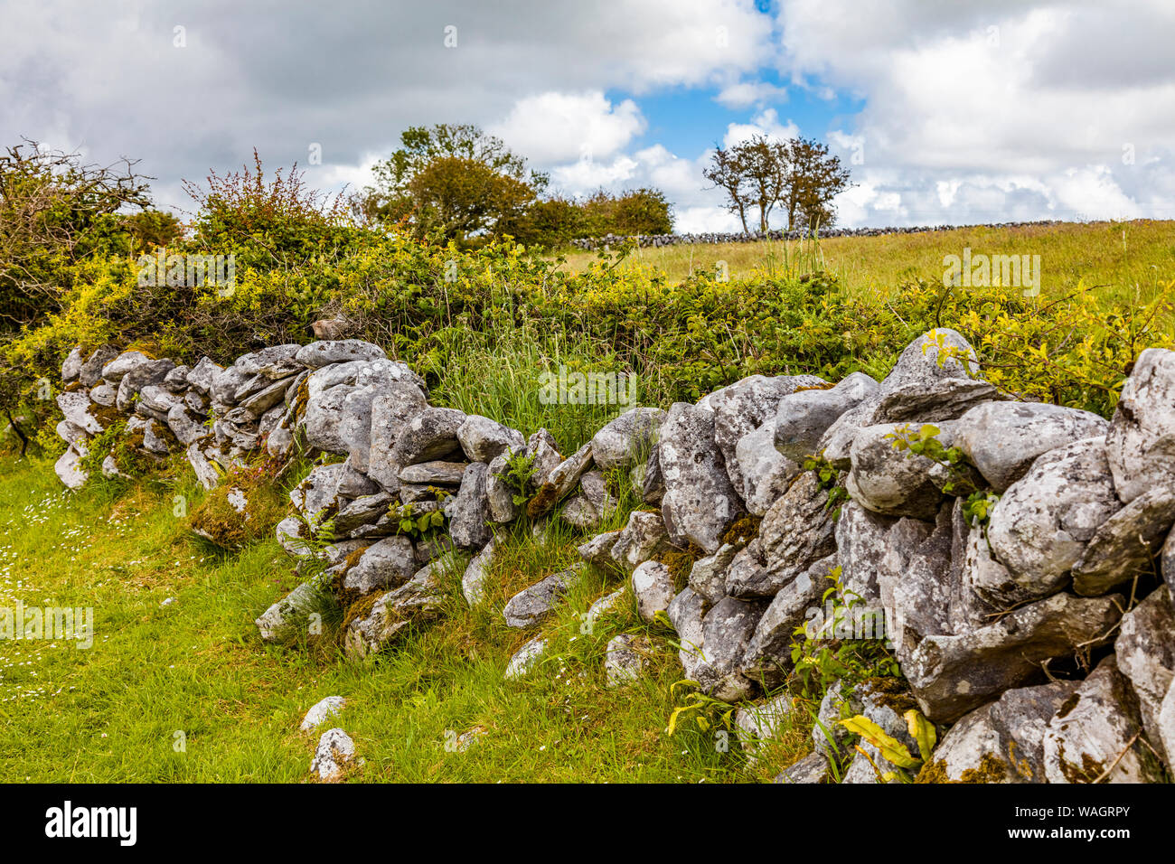 Stone wall in Ireland Stock Photo Alamy