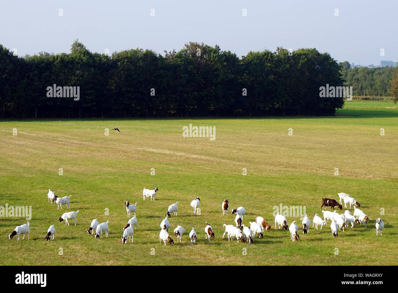 Herd of sheep on the green pasture in Denmark Stock Photo