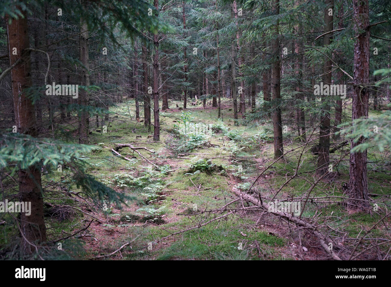 Spruce trees in the forest in Denmark Stock Photo