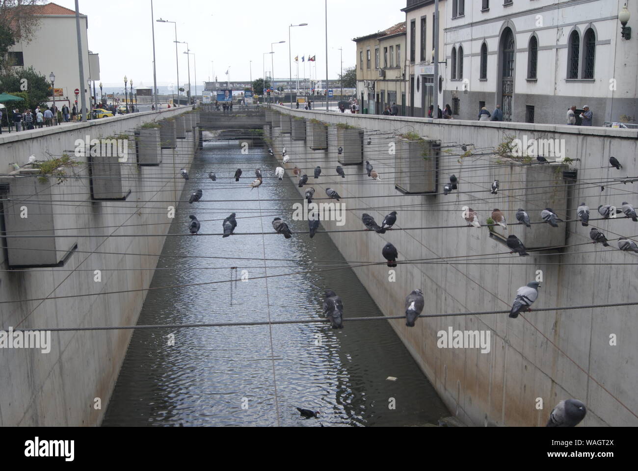 Repos des pigeons à Funchal, Madère, Portugal Stock Photo