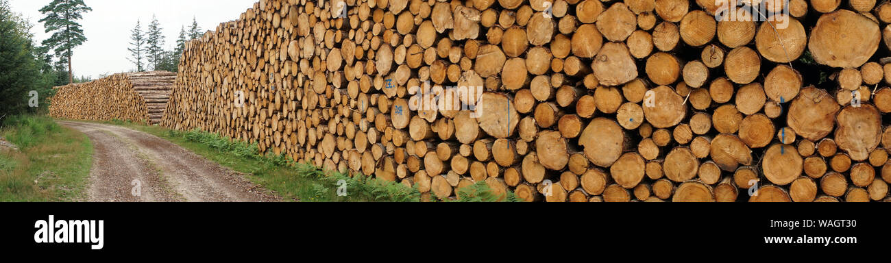 Panorama with heap of logs near track in Denmark Stock Photo