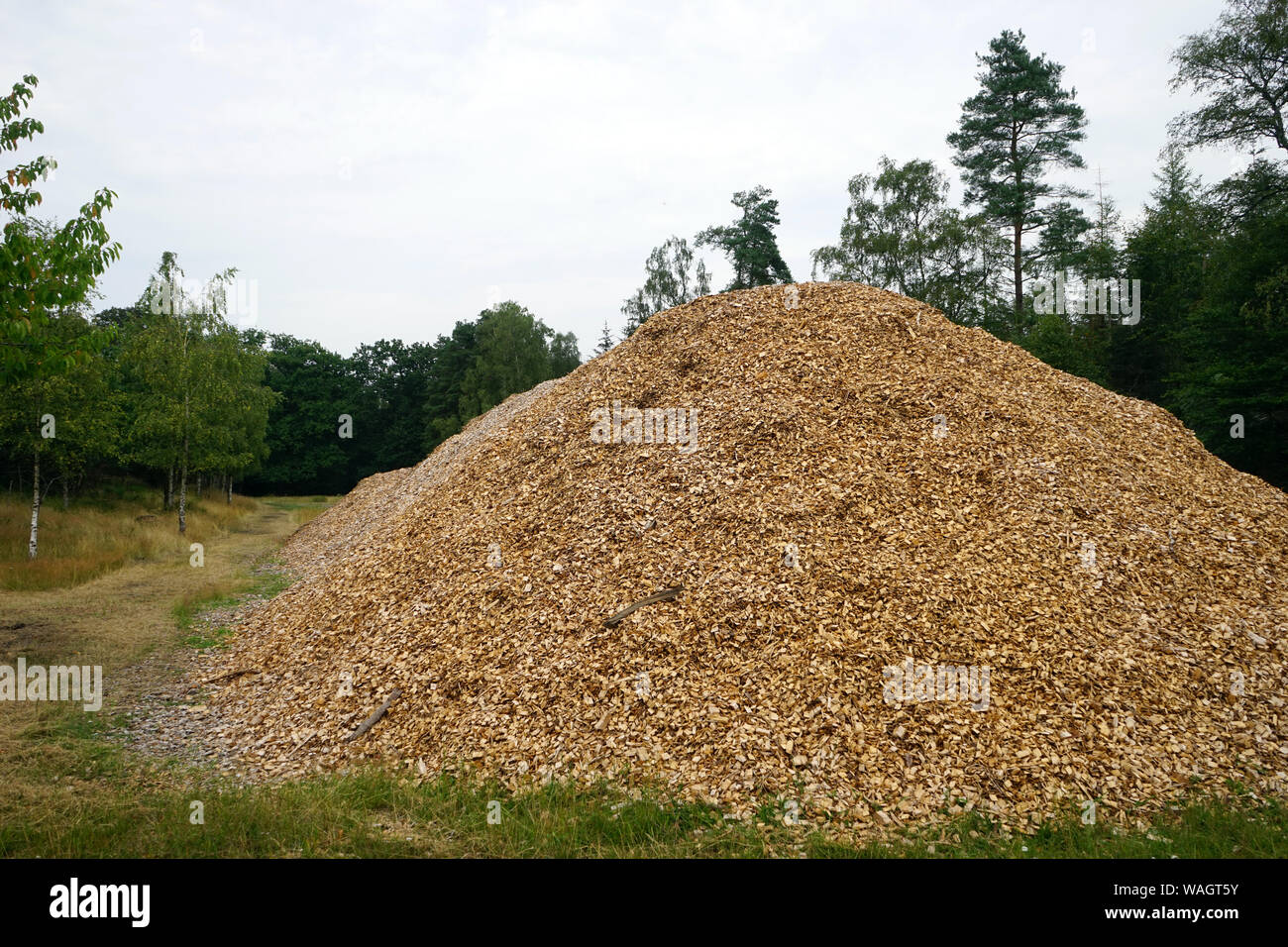 Heap of slivers in dark forest in Denmark Stock Photo