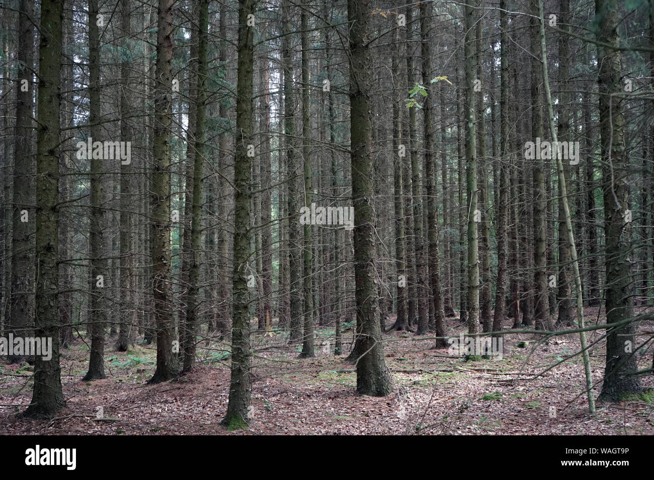 Dark spruse forest in Denmark Stock Photo