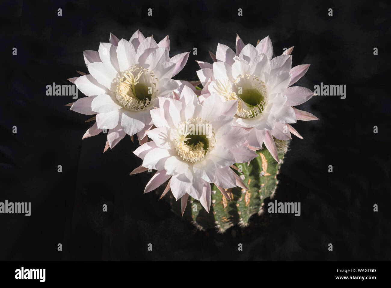 three white and pink night blooming cactus flowers on a black