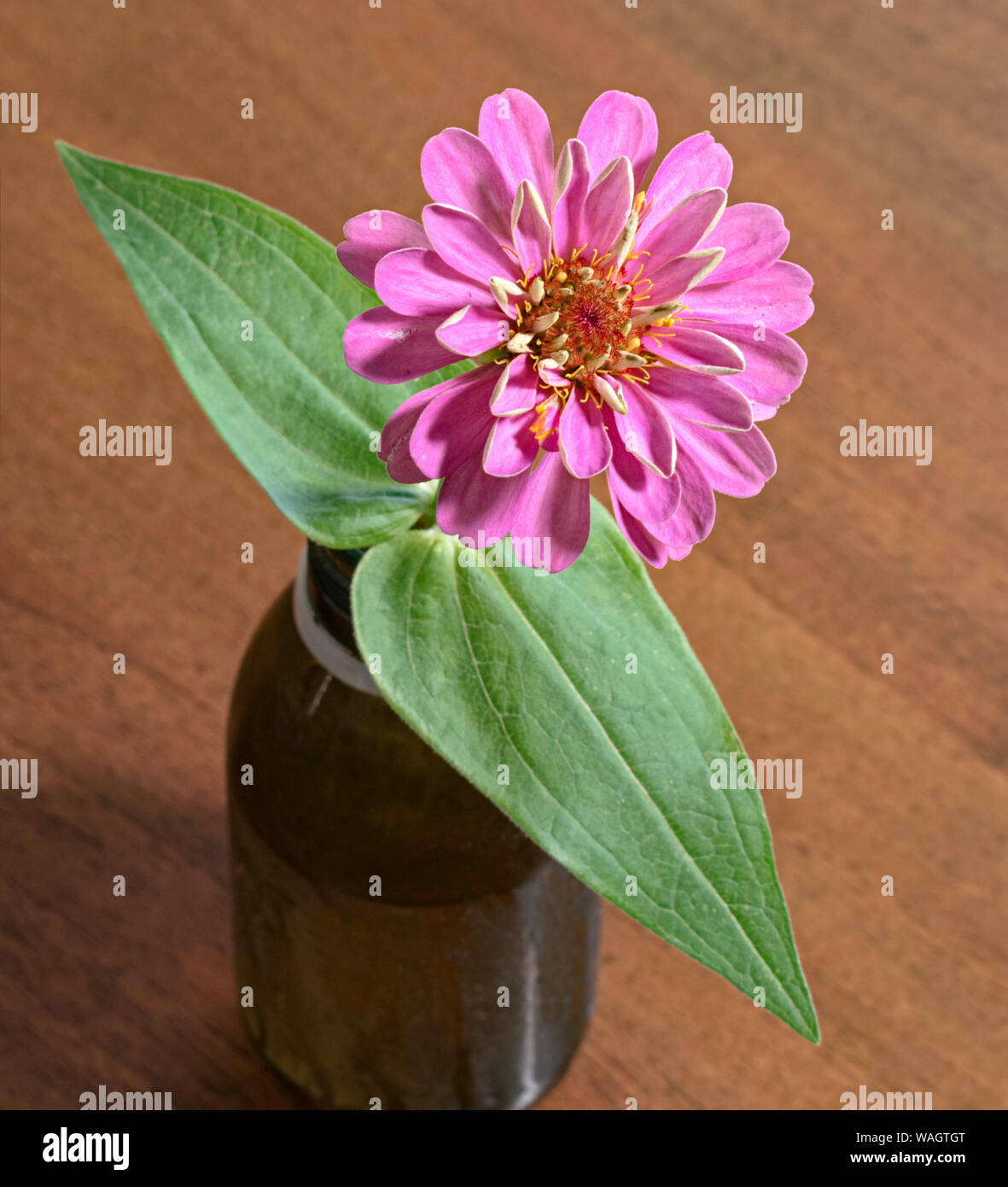still life of a common dark pink zinnia flower in a brown medicine