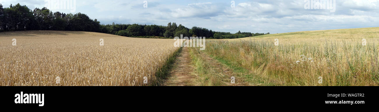 Panorama of wheat field in Denmark Stock Photo - Alamy