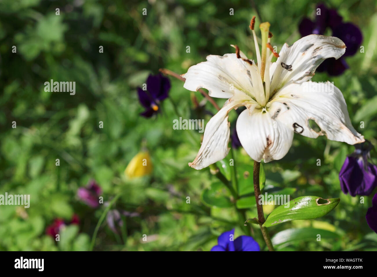 Lily disease hires stock photography and images Alamy
