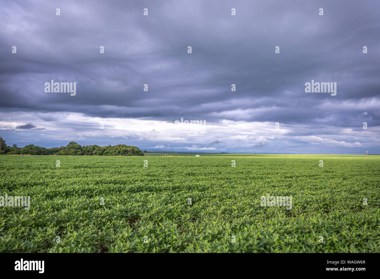 Huge soybean plantation with a heavy cloud sky in Brazil, one of the