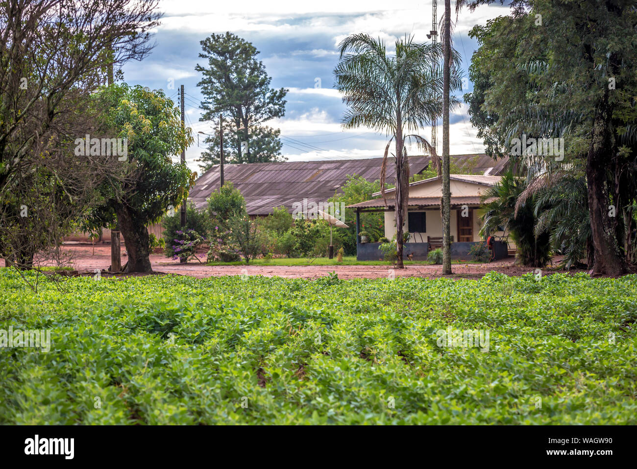 A simple farm with a soybean crop in the background in Mato Grosso do ...