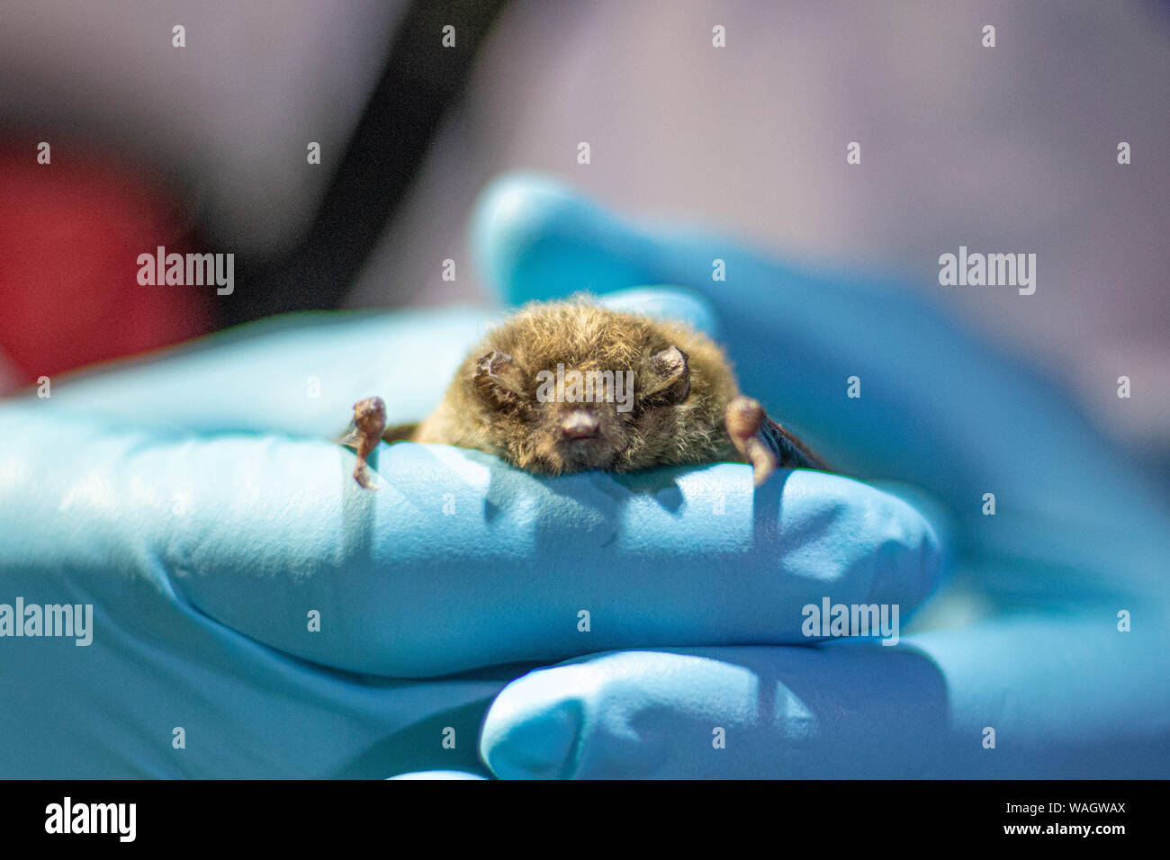 Wildlife researchers carefully collect data from a bat captured via mist net, Northern California. Stock Photo