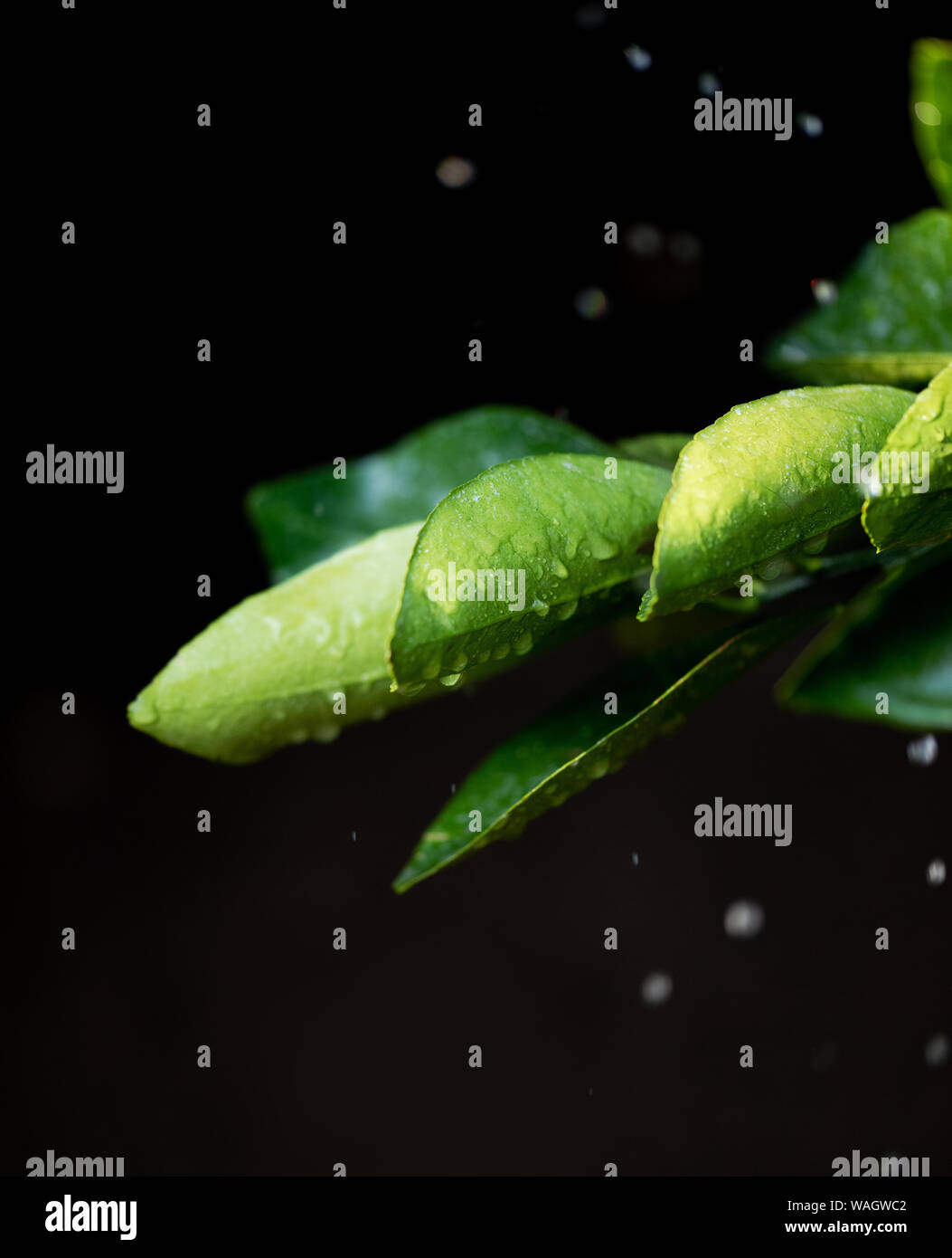 Citrus tree leaves with drops of water on black background Stock Photo