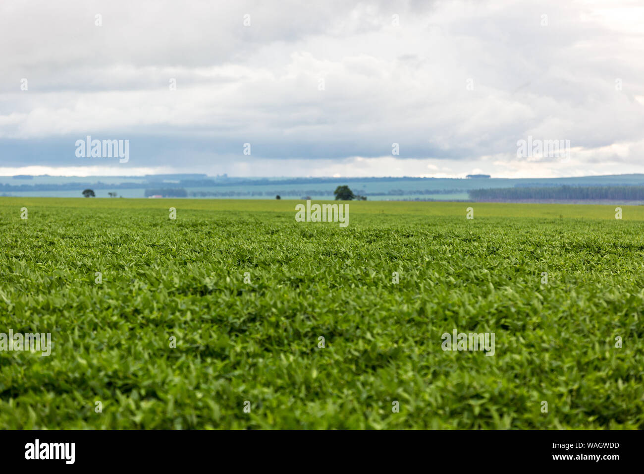 Huge soybean plantation in Brazil Stock Photo