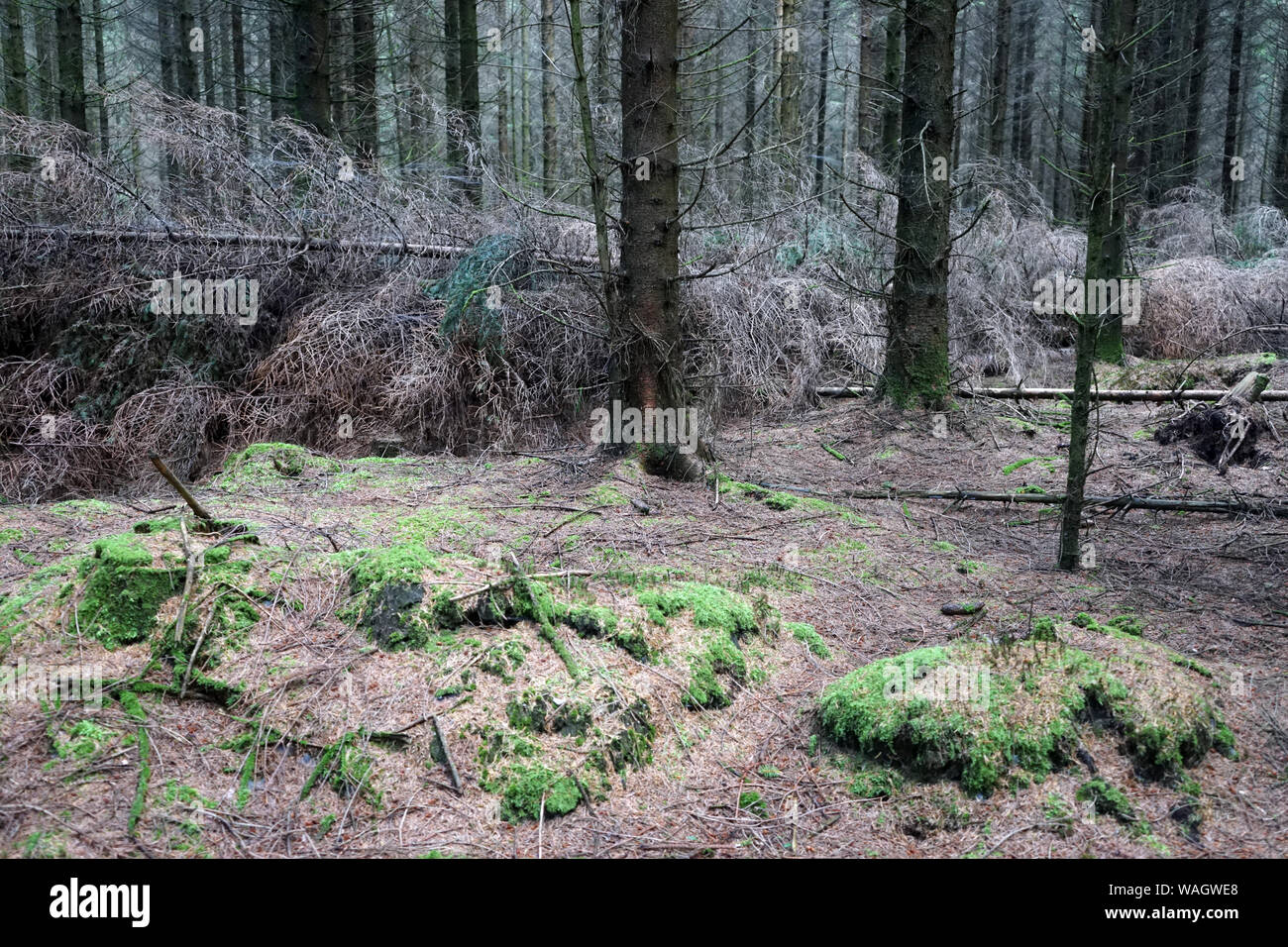 Dense fir forest in Denmark Stock Photo - Alamy