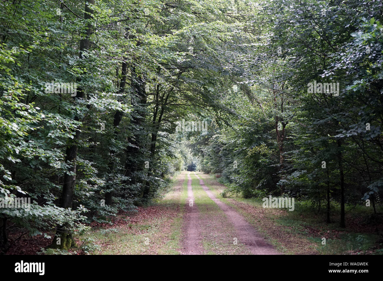 Track in forest in Denmark Stock Photo