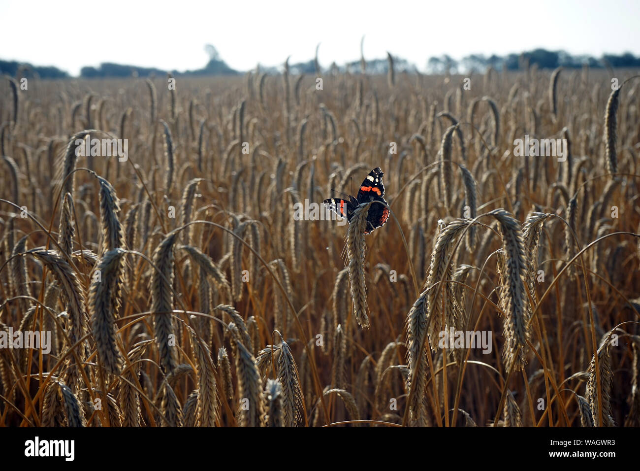 butterfly sits on a wheat ear in field Stock Photo